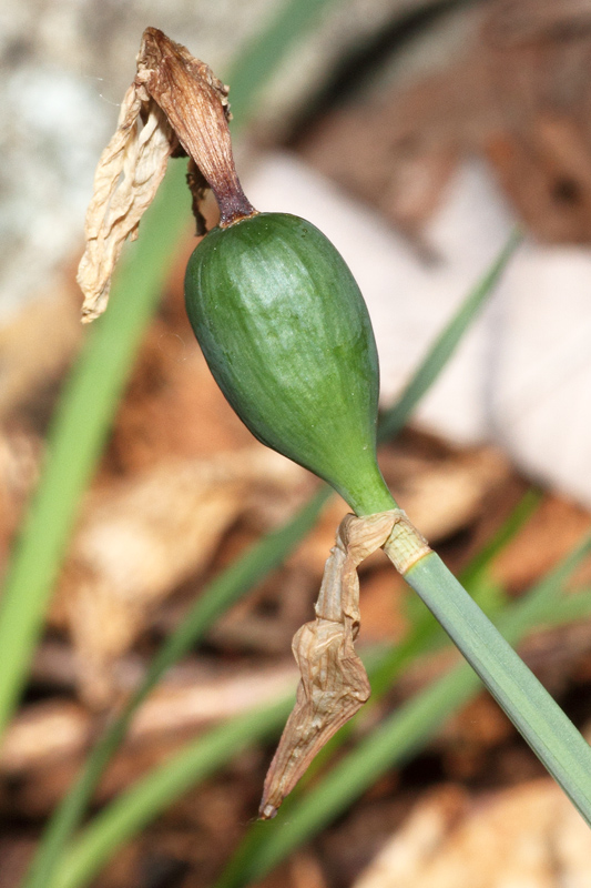 Narcissus pseudonarcissus / Narciso trombone